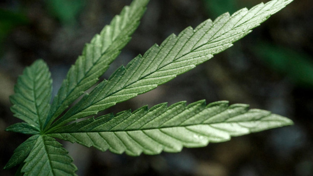 The DEA Says Marijuana As Dangerous As Heroin