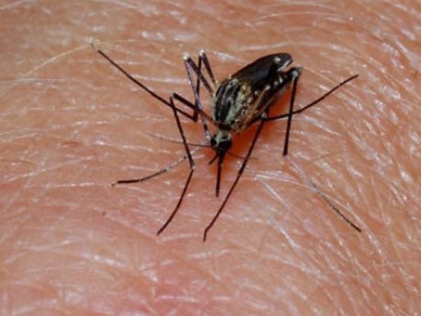 West Nile Virus confirmed in Burlington
