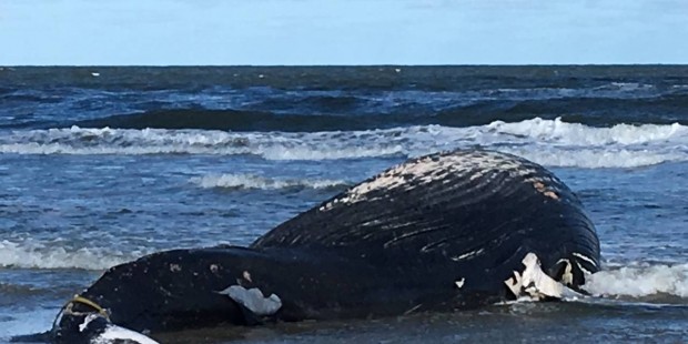 Washed up whale allegedly died from human interaction, report says