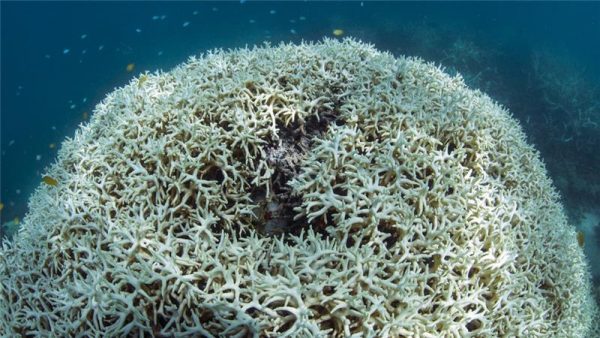 Australian government: Great Barrier Reef 22 percent dead
