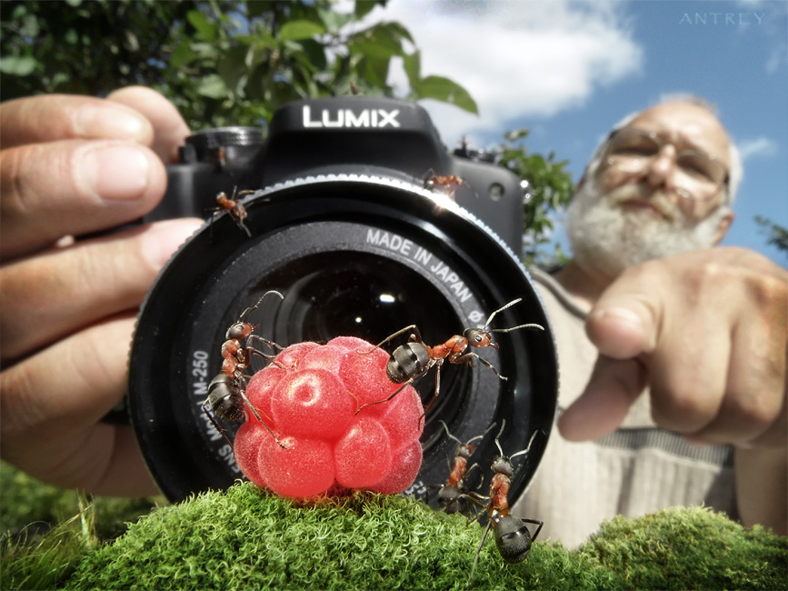 Ant Farms for Grownups